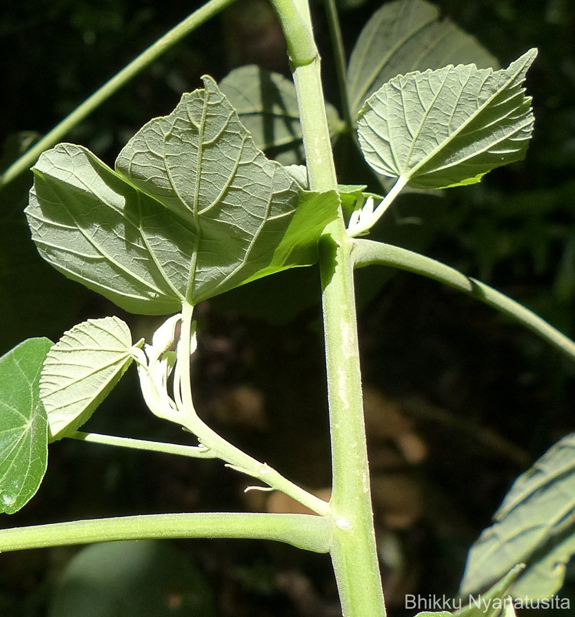 Abutilon subumbellatum Philcox